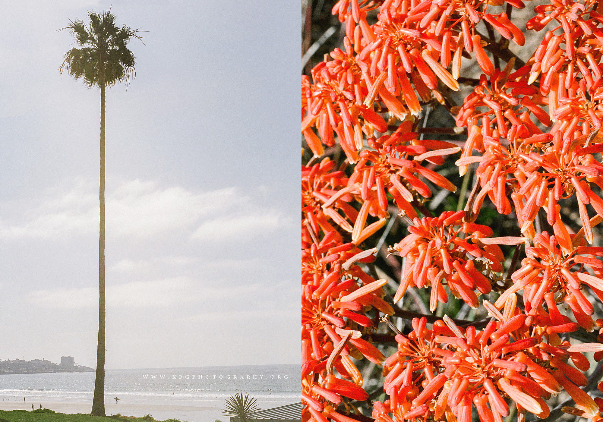 la jolla, california palm tree and red orange flowers - atlanta family photographer