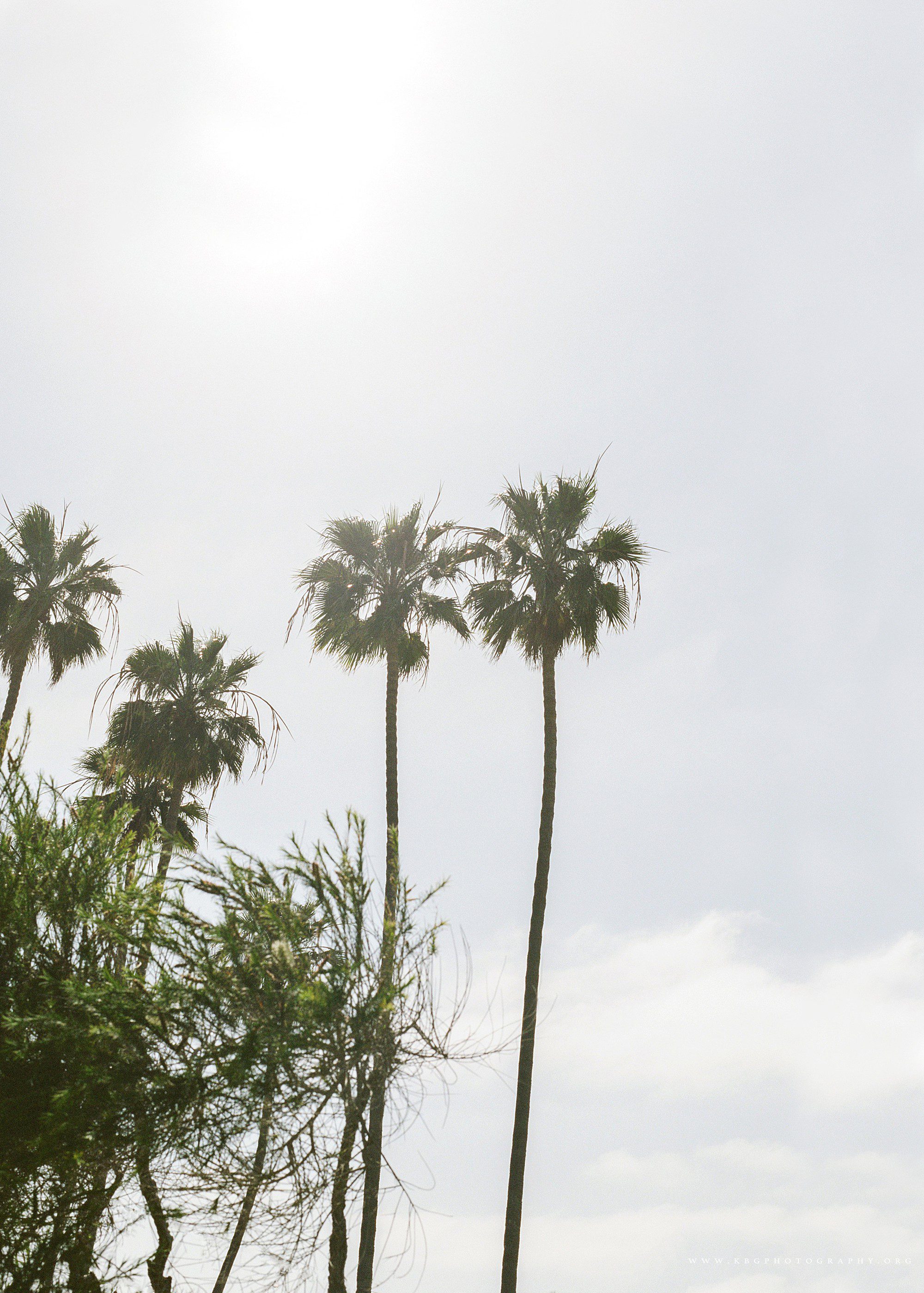 la jolla, california palm trees 